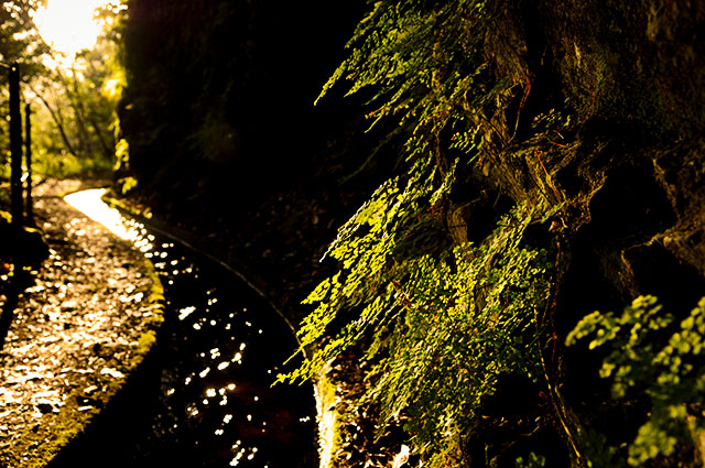 Levada do Rei
